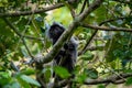 Silvered Leaf Monkey Trachypithecus cristatus Royalty Free Stock Photo