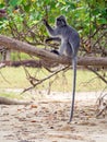 Silvered Leaf Monkey Trachypithecus cristatus Royalty Free Stock Photo