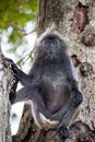 Silvered leaf monkey Trachypithecus cristatus or Silvery lutung silver leaf monkey siiting on the tree silvery Royalty Free Stock Photo