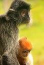 Silvered leaf monkey with a young baby, Borneo, Malaysia