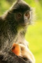 Silvered leaf monkey with a young baby, Borneo, Malaysia Royalty Free Stock Photo