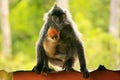 Silvered leaf monkey with a young baby, Borneo, Malaysia
