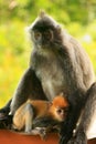 Silvered leaf monkey with a young baby, Borneo, Malaysia Royalty Free Stock Photo