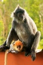 Silvered leaf monkey with a young baby, Borneo, Malaysia Royalty Free Stock Photo