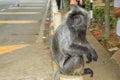 Silvered leaf monkeys Trachypithecus cristatus sitting on guardrail in an outdoor park