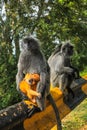 Silvered leaf monkeys Trachypithecus cristatus sitting on guardrail in an outdoor park