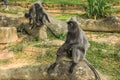 Silvered leaf monkeys Trachypithecus cristatus sitting on root of tree in an outdoor park