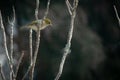 Silvereye Bird on Bare Branches Royalty Free Stock Photo