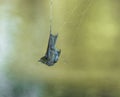 Silvereye Bird trapped in Spider Web