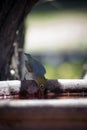 Silvereye bird up close on bird bath