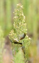 Silvereye Zosterops lateralis