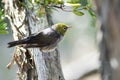 Silvereye - Zosterops lateralis bird Royalty Free Stock Photo