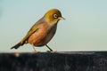 Silvereye - zosterops lateralis