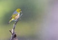 Silvereye, Zosterops lateralis lateralis