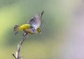 Silvereye, Zosterops lateralis lateralis