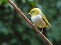 A Silvereye in Western Australia