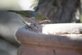 Silvereye Zosterops Lateralis Venus Bay, Victoria, Australia Royalty Free Stock Photo