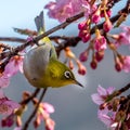 The Silvereye or Zosterops lateralis