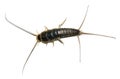 Silverfish Royalty Free Stock Photo