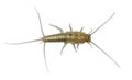 Silverfish Royalty Free Stock Photo