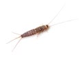 Silverfish Royalty Free Stock Photo