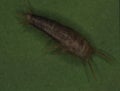 Silverfish with antennae as vermin