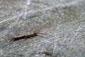 Silverfish exploring on a rock Royalty Free Stock Photo