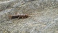 Silverfish exploring on a rock Royalty Free Stock Photo