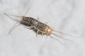 Silverfish insect, Lepisma saccharina, walking on a white wall Royalty Free Stock Photo