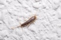 Silverfish insect, Lepisma saccharina, walking on a white wall Royalty Free Stock Photo