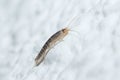 Silverfish insect, Lepisma saccharina, walking on a white wall Royalty Free Stock Photo