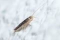 Silverfish insect, Lepisma saccharina, walking on a white wall Royalty Free Stock Photo