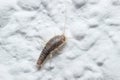 Silverfish insect, Lepisma saccharina, walking on a white wall Royalty Free Stock Photo