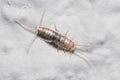 Silverfish insect, Lepisma saccharina, walking on a white wall Royalty Free Stock Photo