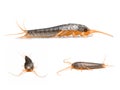 Silverfish - Lepisma saccharina Royalty Free Stock Photo