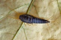 Silverfish (Lepisma saccharina), adult sitting on a dry leaf. Royalty Free Stock Photo