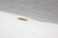 Silverfish (Lepisma saccharina) insect on white wall Royalty Free Stock Photo