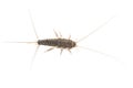 Silverfish, Lepisma saccharina, isolated on white background Royalty Free Stock Photo