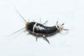 Silverfish Lepisma saccharina top view on a white background Royalty Free Stock Photo