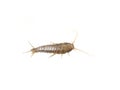 Silverfish Lepisma saccharina on white Royalty Free Stock Photo