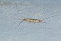Silverfish Lepisma saccharinum is a species of small, primitive, wingless insect in the order Zygentoma
