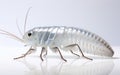 Silverfish with Transparency -Generative Ai