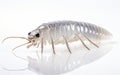 Silverfish on Transparent Background -Generative Ai