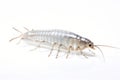 Silverfish On White Background. Generative AI