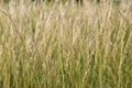 SilverGrass Detail - Nature Color Background and Beauty