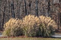 Silvergrass or miscanthus full grown