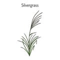 Silvergrass Miscanthus sinensis