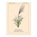 Silvergrass Miscanthus sinensis , or Korean uksae, Chinese silver grass, Eulalia grass, ornamental plant