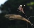 Silvergrass plant Royalty Free Stock Photo