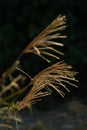 Silvergrass plant valentine Royalty Free Stock Photo